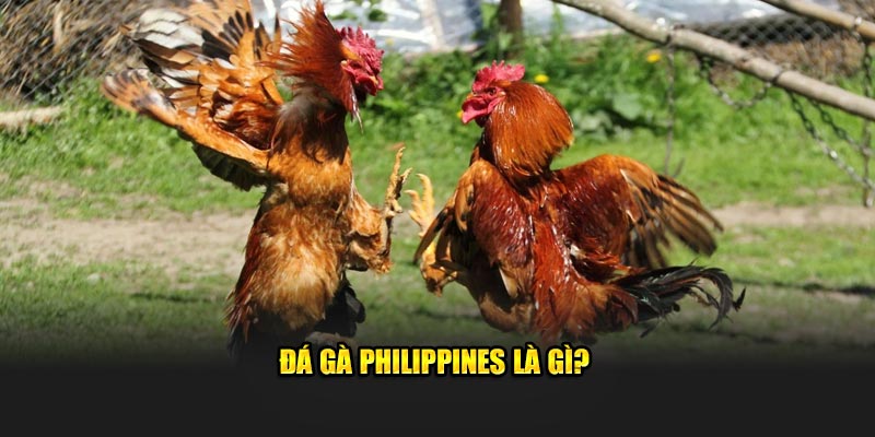 Đá gà Philippines là gì?