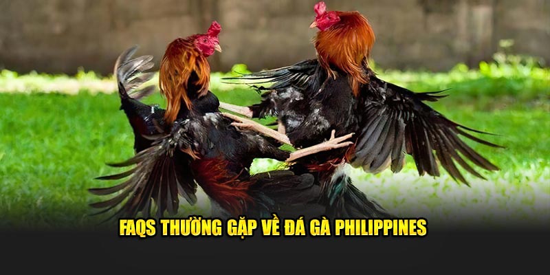 FAQs thường gặp về đá gà Philippines