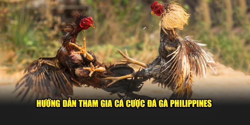 Hướng dẫn cá cược đá gà Philippines