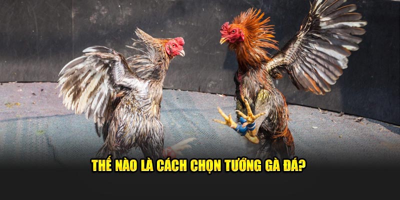 Cách Chọn Tướng Gà Đá: Kinh Nghiệm Từ Các Sư Kê Lão Luyện 1 Thế nào là cách chọn tướng gà đá?